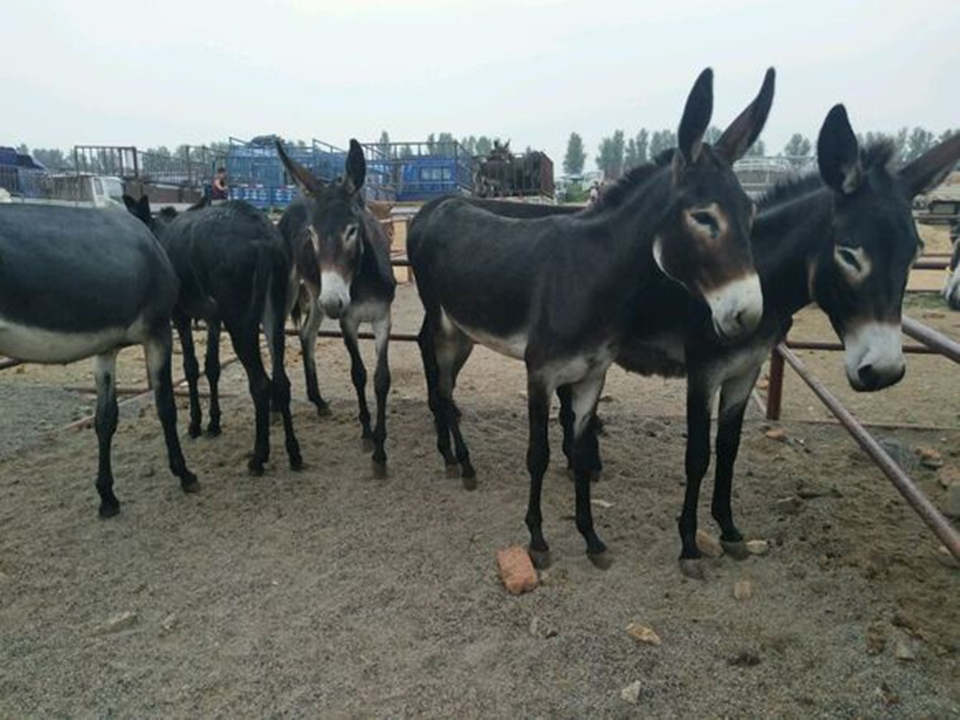 德州驴养殖技术及价格,养殖德州驴的前景如何