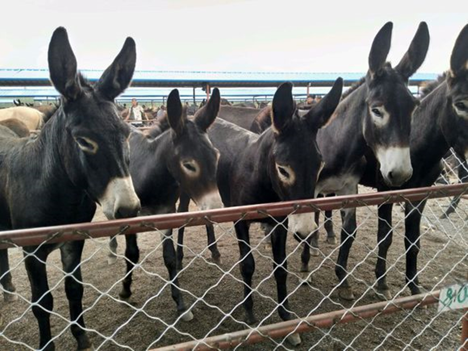 德州驴养殖技术及价格,养殖德州驴的前景如何