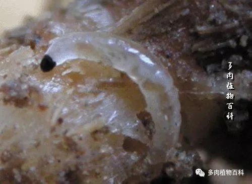 多肉土里长小黑虫子怎么办,多肉小黑飞用什么药