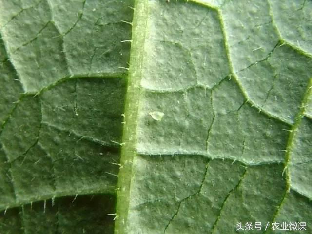 西瓜被“青虫”啃了怎么办？快看这些药剂