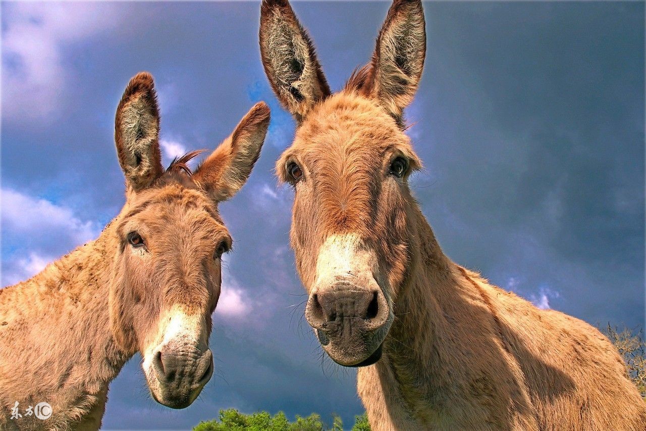 滴滴电动网约车,滴滴美团高德合法合规的网约车