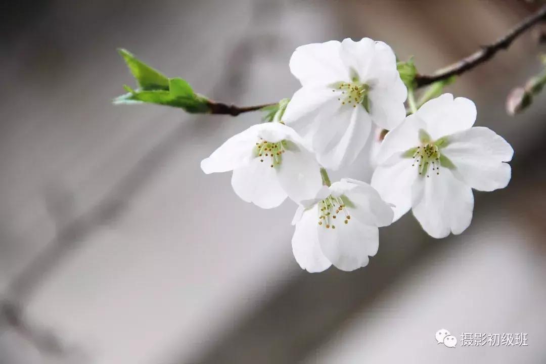 摄影构图技巧和细节入门,摄影基础知识入门构图书籍推荐