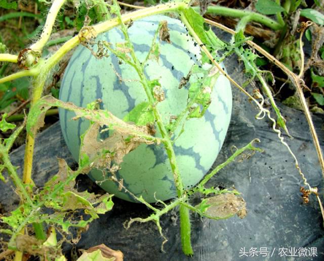 西瓜被“青虫”啃了怎么办？快看这些药剂