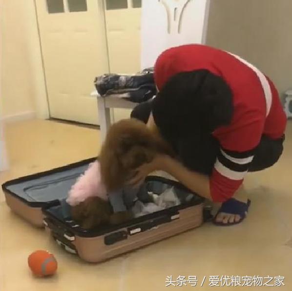 泰迪突然不愿意挨着主人,超级粘人精泰迪