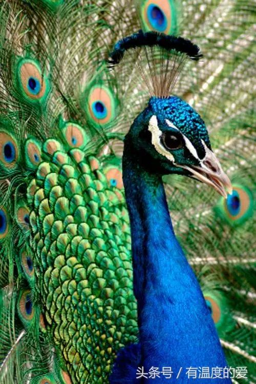 孔雀疾病预防与治疗,孔雀滴虫病怎么治疗