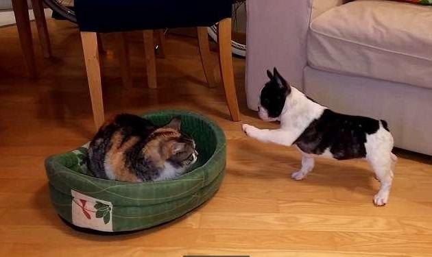 猫咪霸占了狗的小窝,狗窝被猫咪霸占了