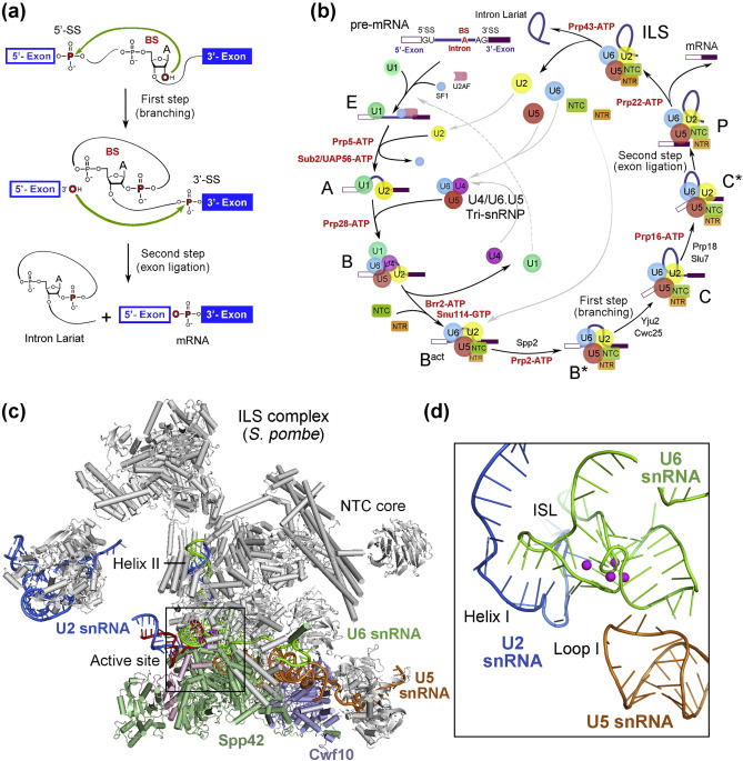 2019年science十大科学突破,science2017十大科学进展