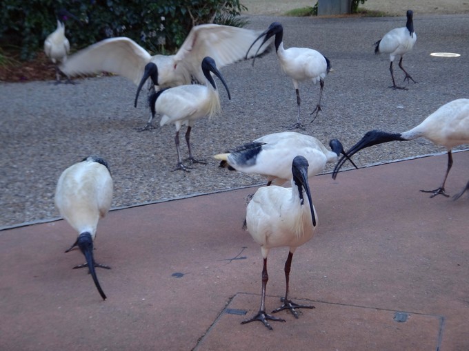 布里斯班市区游（布里斯本河、南岸公园，库萨山夜景）