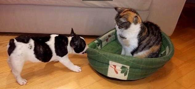 猫咪霸占了狗的小窝,狗窝被猫咪霸占了