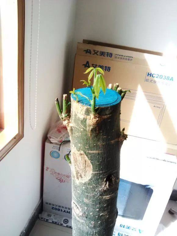 发财树缺水树叶掉光还能拯救吗,发财树死了该怎么救活