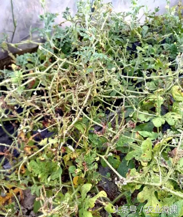 西瓜被“青虫”啃了怎么办？快看这些药剂