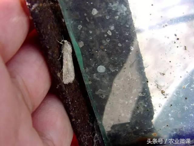 西瓜被“青虫”啃了怎么办？快看这些药剂