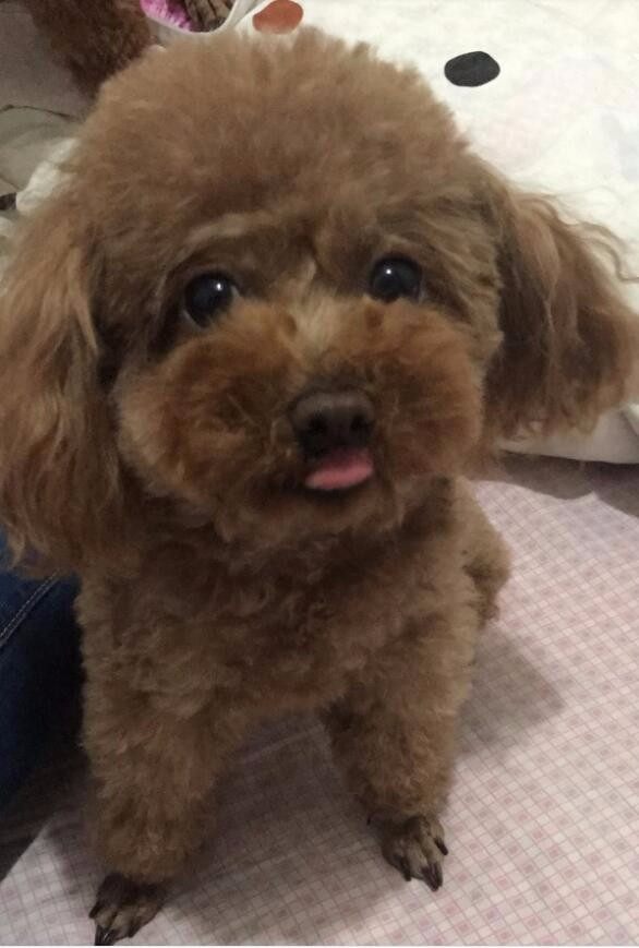 家里养了只泰迪再养一只什么狗,家里养了一只泰迪和一只拉布拉多