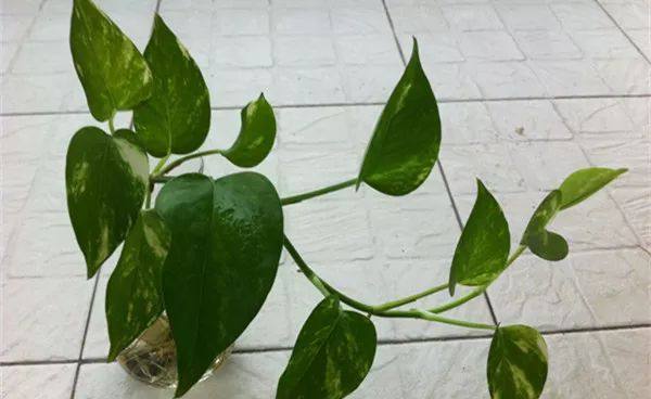 家里的植物叶子发黄怎么回事,叶子发黄的原因与处理方法