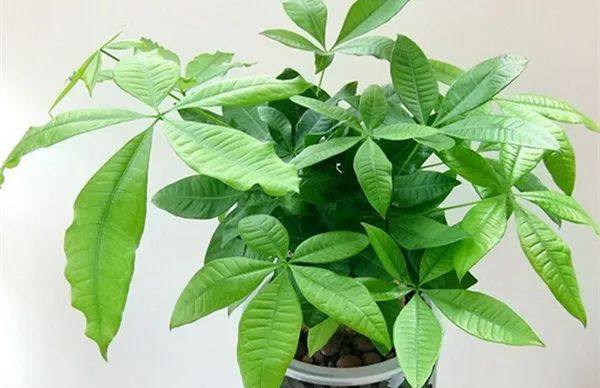 家里的植物叶子发黄怎么回事,叶子发黄的原因与处理方法