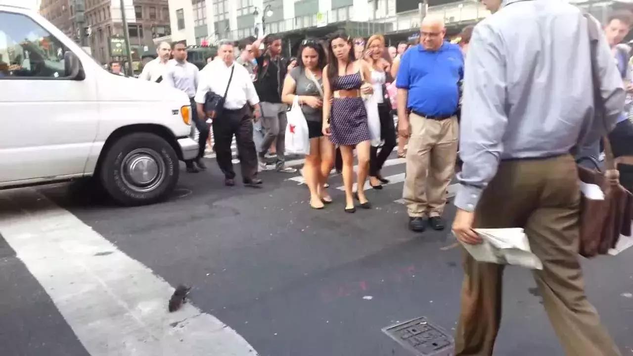 白天当宠物晚上捉老鼠,适合看家抓老鼠的狗