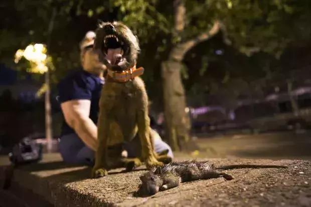 白天当宠物晚上捉老鼠,适合看家抓老鼠的狗