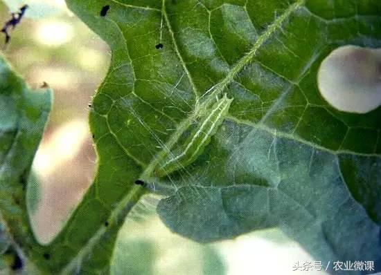 西瓜被“青虫”啃了怎么办？快看这些药剂