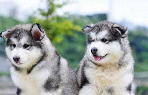 怎么挑选阿拉斯加幼崽,阿拉斯加犬灰桃幼犬如何挑选