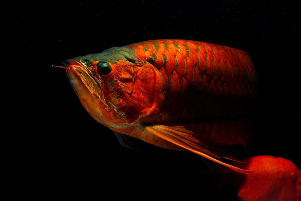 会看日历的你看得懂鱼的日历么？