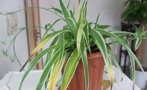 家里的植物叶子发黄怎么回事,叶子发黄的原因与处理方法