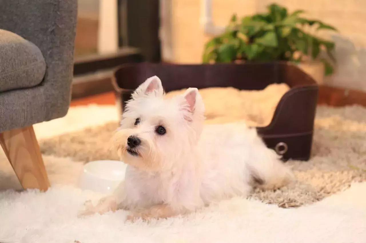 白天当宠物晚上捉老鼠,适合看家抓老鼠的狗