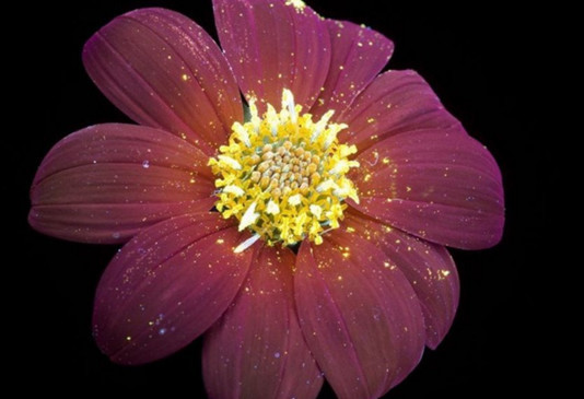 查出hpv老公会嫌弃吗,丈夫感染hpv妻子能要求离婚吗