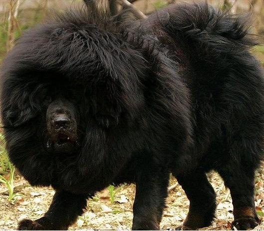 犬种百科之博美犬,犬种百科之阿拉斯加犬