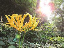 忽地笑药用价值,忽地笑作品