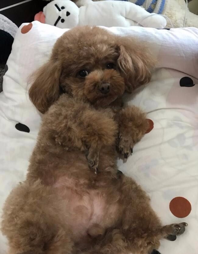 家里养了只泰迪再养一只什么狗,家里养了一只泰迪和一只拉布拉多