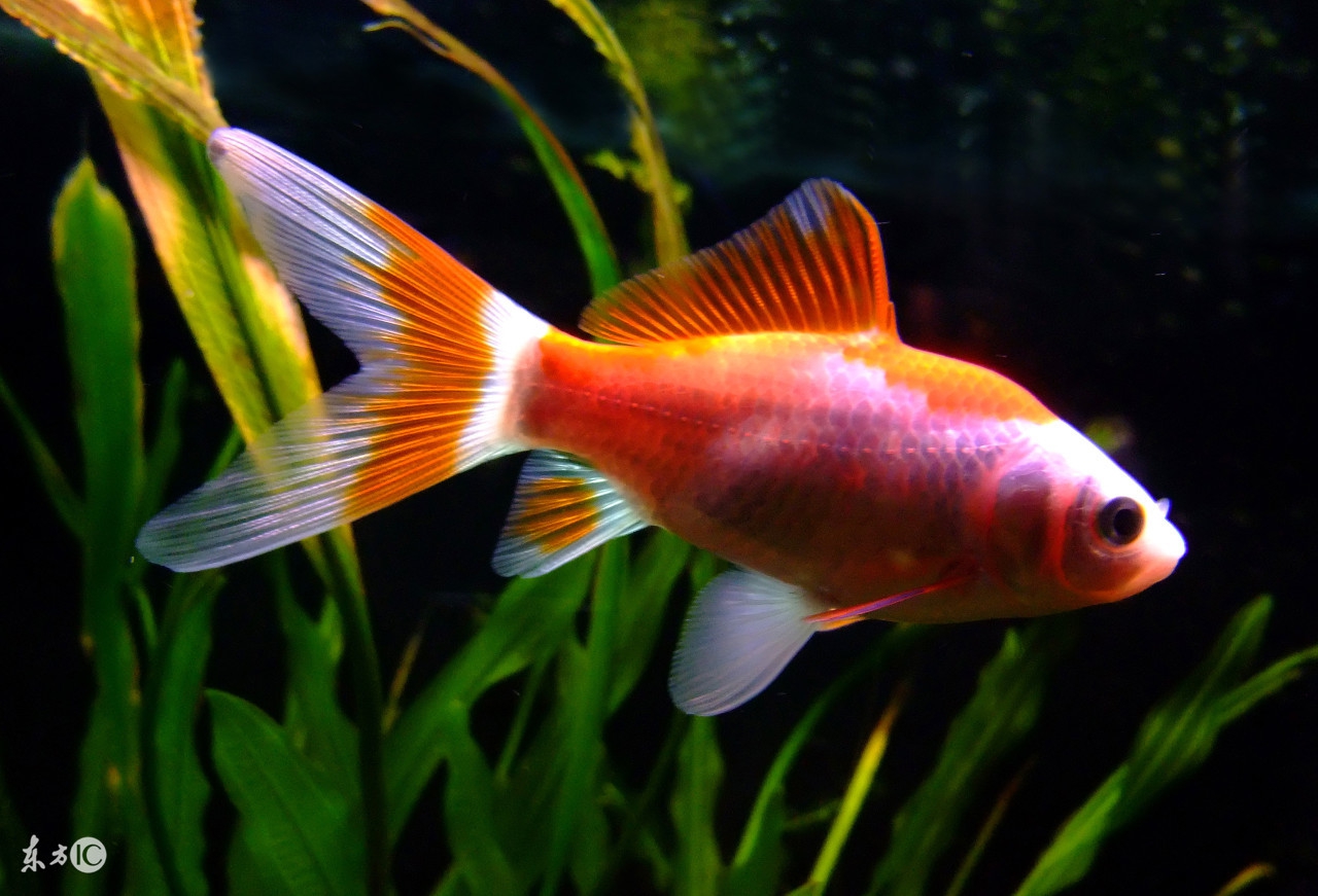 会看日历的你看得懂鱼的日历么？