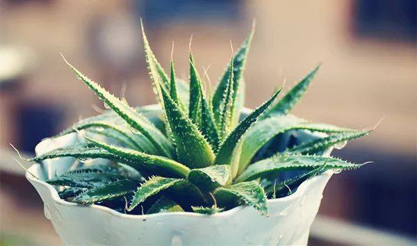 家里的植物叶子发黄怎么回事,叶子发黄的原因与处理方法