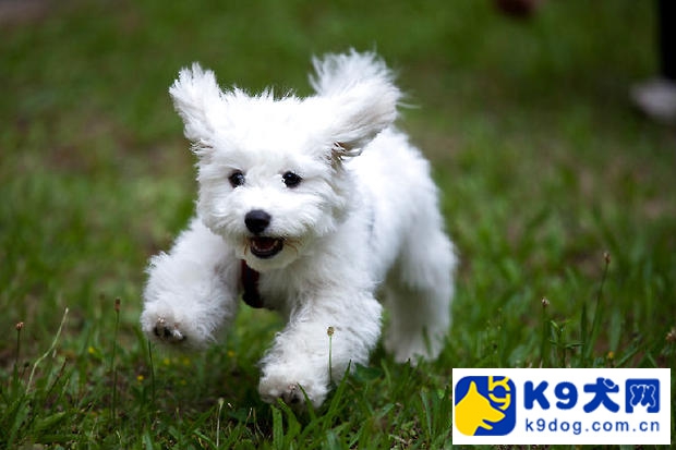 比熊犬的皮肤病怎么治疗,比熊犬皮肤病如何快速治疗