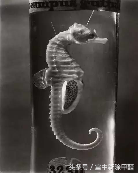 怎么判断海鲜泡过甲醛,如何鉴别甲醛海鲜