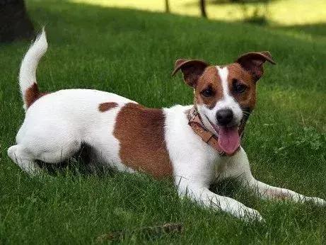 白天当宠物晚上捉老鼠,适合看家抓老鼠的狗