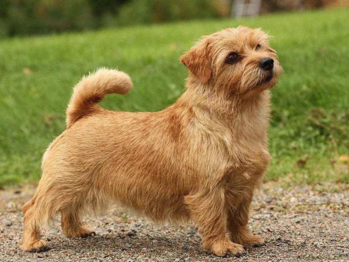 白天当宠物晚上捉老鼠,适合看家抓老鼠的狗