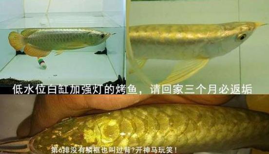 金龙鱼幼鱼,生态缸养金龙鱼幼鱼