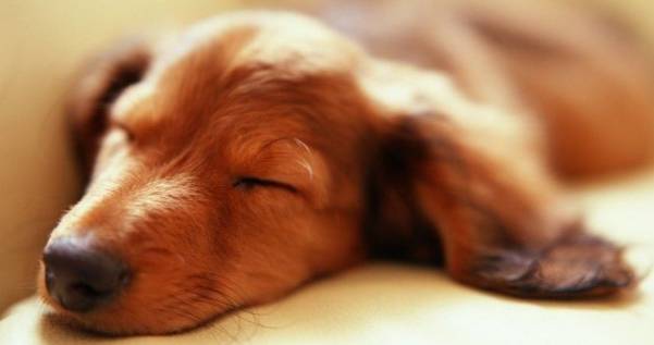 睡觉老是做噩梦怎么办吃点什么,睡觉老是做噩梦害怕怎么办