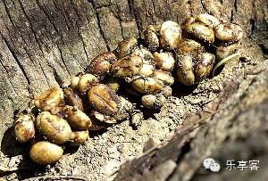 益昌老街猫屎咖啡测评,猫屎咖啡什么牌子最好