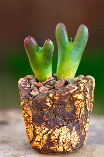 红梅多肉悬崖桩老桩,多肉老桩怎么养