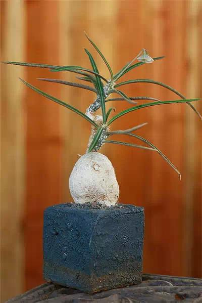 红梅多肉悬崖桩老桩,多肉老桩怎么养