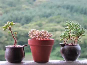 红梅多肉悬崖桩老桩,多肉老桩怎么养