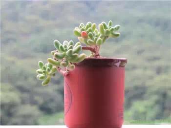 红梅多肉悬崖桩老桩,多肉老桩怎么养