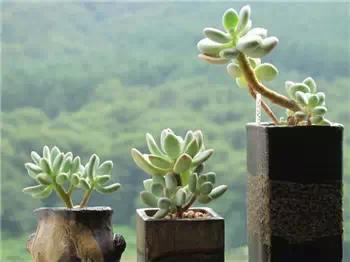 红梅多肉悬崖桩老桩,多肉老桩怎么养