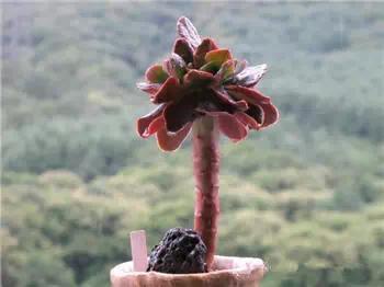 红梅多肉悬崖桩老桩,多肉老桩怎么养