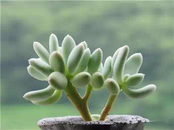 红梅多肉悬崖桩老桩,多肉老桩怎么养