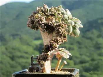 红梅多肉悬崖桩老桩,多肉老桩怎么养