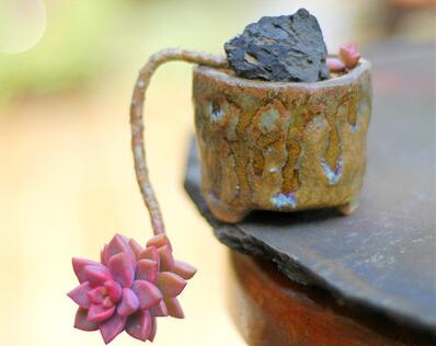 红梅多肉悬崖桩老桩,多肉老桩怎么养