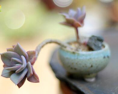 红梅多肉悬崖桩老桩,多肉老桩怎么养