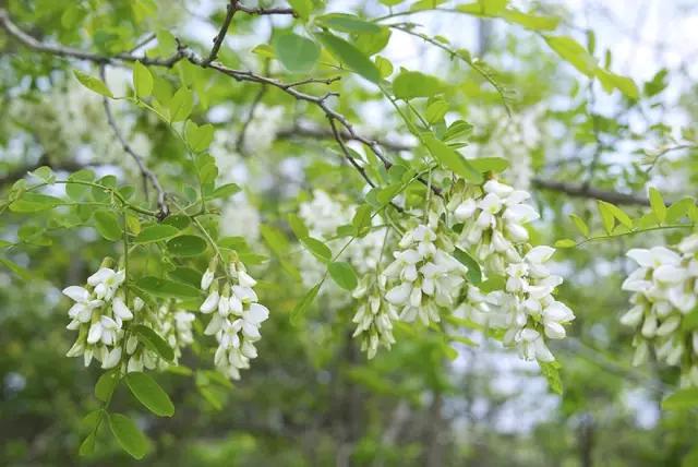 把春天吃进嘴里,把春天吃进嘴里句子